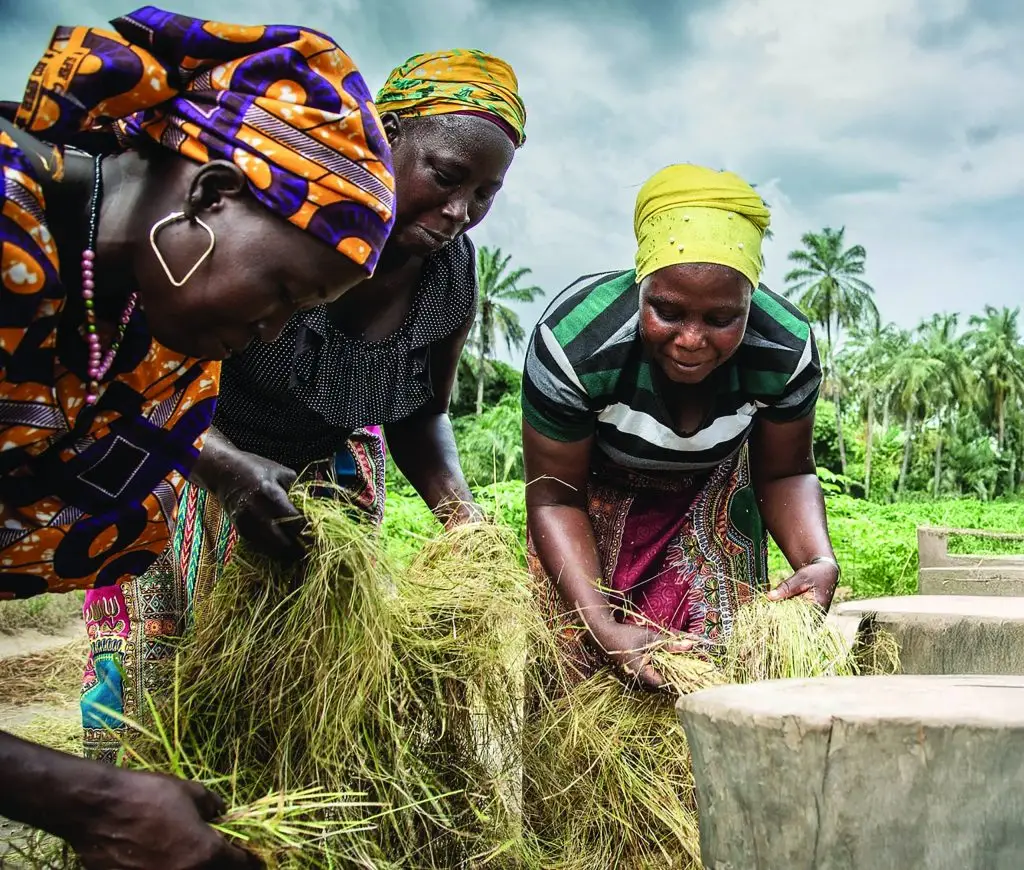 youth and agriculture in Africa